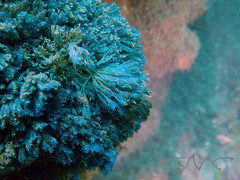 Virididentula dentata