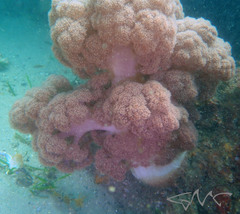 Dendronephthya australis