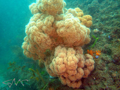 Dendronephthya australis