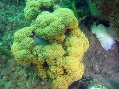 Dendronephthya australis