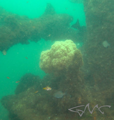 Dendronephthya australis