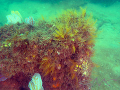 Halopteris campanula