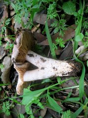 Lactarius argillaceifolius megacarpus