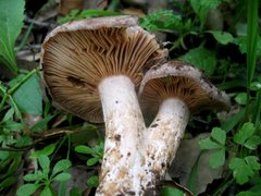 Lactarius argillaceifolius megacarpus