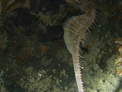 Hippocampus guttulatus