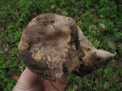 Lactarius argillaceifolius megacarpus