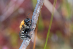 Bombus schrencki