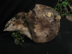 Lactarius argillaceifolius megacarpus