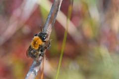 Bombus schrencki