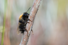Bombus schrencki