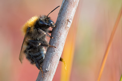 Bombus schrencki