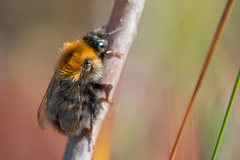Bombus schrencki