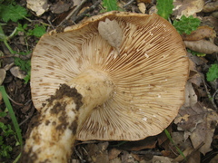 Lactarius argillaceifolius megacarpus