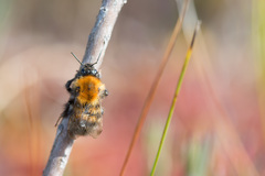 Bombus schrencki