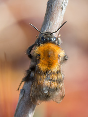 Bombus schrencki