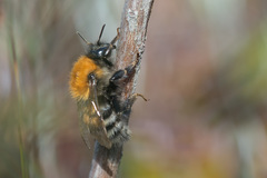 Bombus schrencki