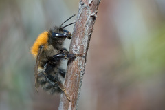 Bombus schrencki