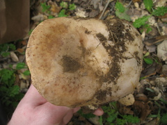 Lactarius argillaceifolius megacarpus