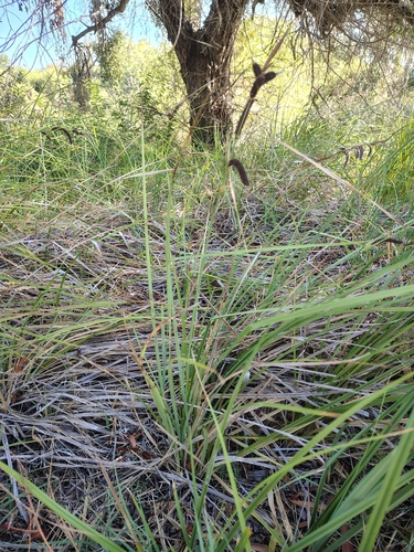 Santa Barbara Sedge (Carex barbarae)