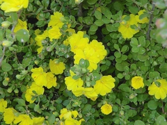 Hibbertia truncata