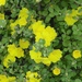 Hibbertia truncata - Photo (c) johneichler, some rights reserved (CC BY-NC), uploaded by johneichler