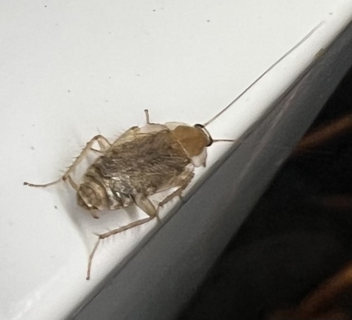 Variable Cockroach, Veenweg, Deventer, Overijssel, NL, photo 7 of 10