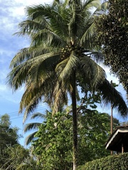 Cocos nucifera