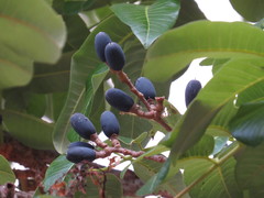 Canarium australianum