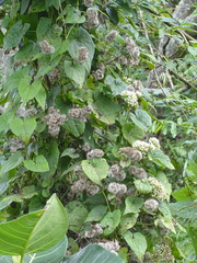 Mikania natalensis, photograph (c) Shaun Swanepoel, some rights reserved (CC BY)