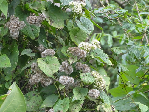 Mikania (Mikania natalensis)
