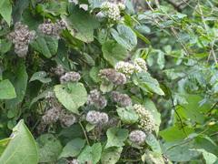 Mikania natalensis