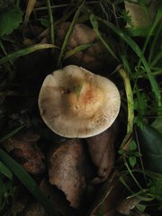 Agaricus kerriganii