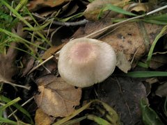 Agaricus kerriganii