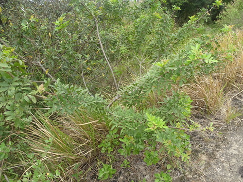 Schinus terebinthifolia
