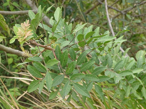 Schinus terebinthifolia