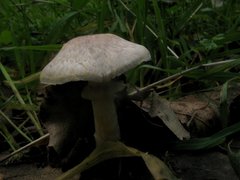 Agaricus kerriganii