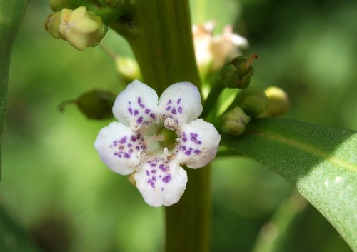 Myoporum insulare R.Br.