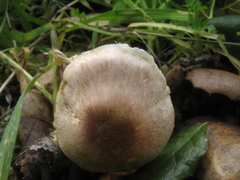 Agaricus kerriganii