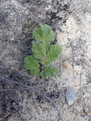 Pelargonium radulifolium