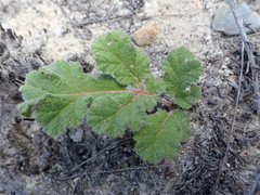 Pelargonium radulifolium