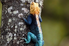 Agama kirkii