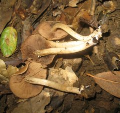 Psathyrella piluliformis image