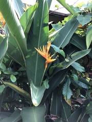 Heliconia psittacorum