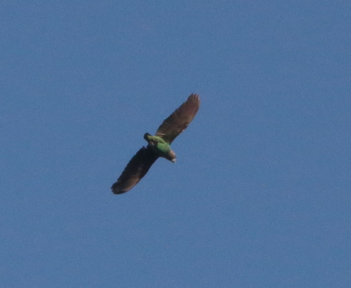 iNaturalist image