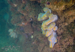 Botrylloides magnicoecus