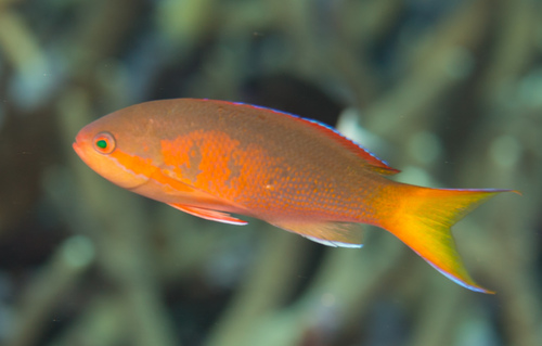 Pseudanthias olivaceus observed 2018-06-14