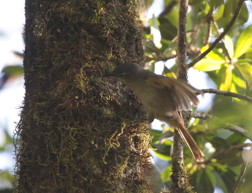 iNaturalist image