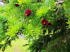 Picea jezoensis jezoensis