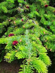 Picea jezoensis jezoensis