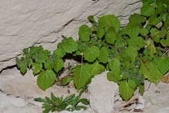 Physalis heterophylla